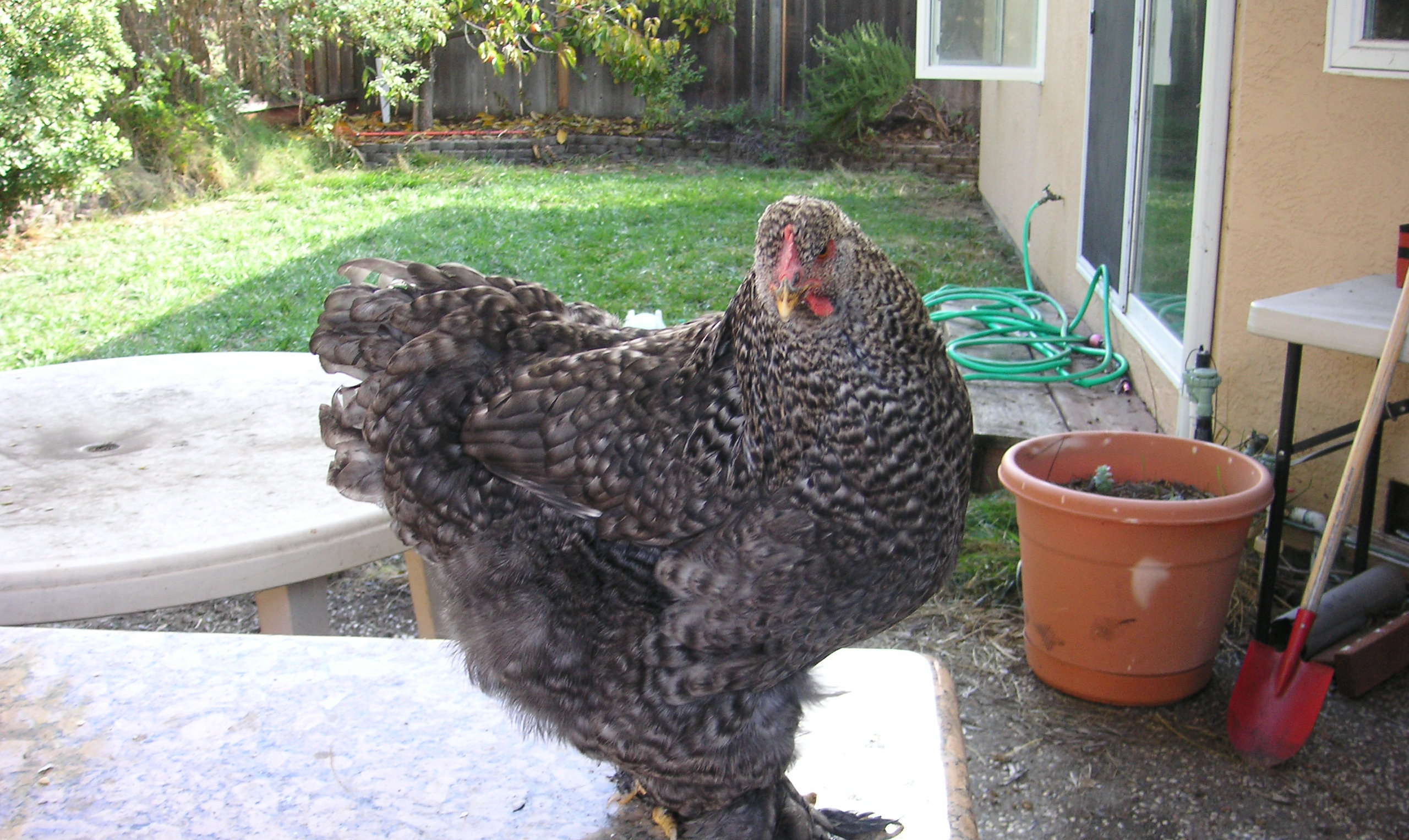 Feather Feet The Chicken